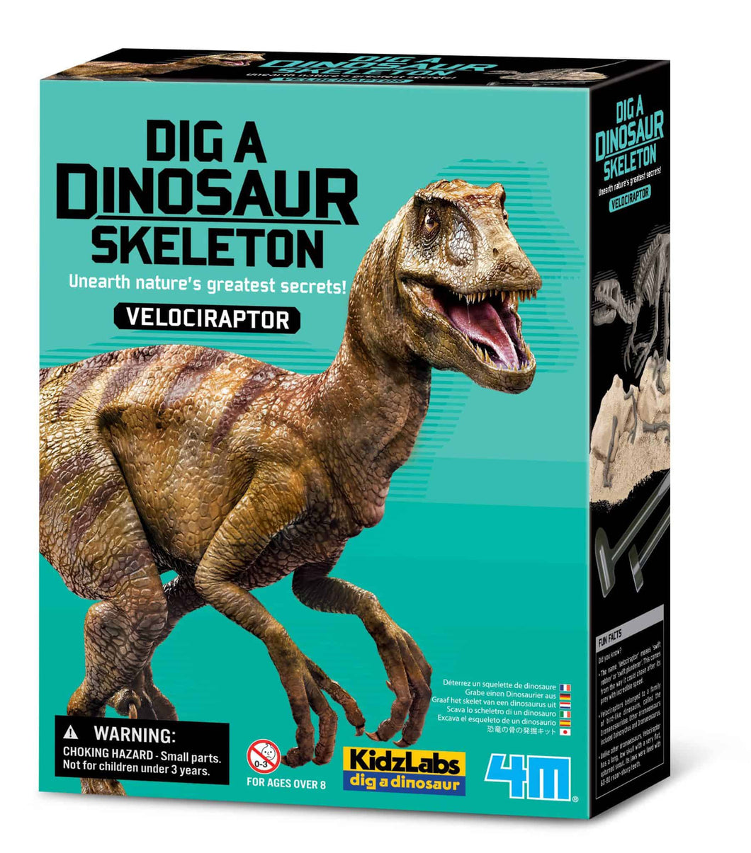 חפירת שלד דינוזאור Velociraptor